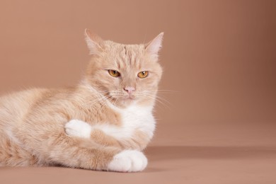 Photo of Adorable cat on beige background, space for text