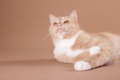 Photo of Adorable cat on beige background, space for text