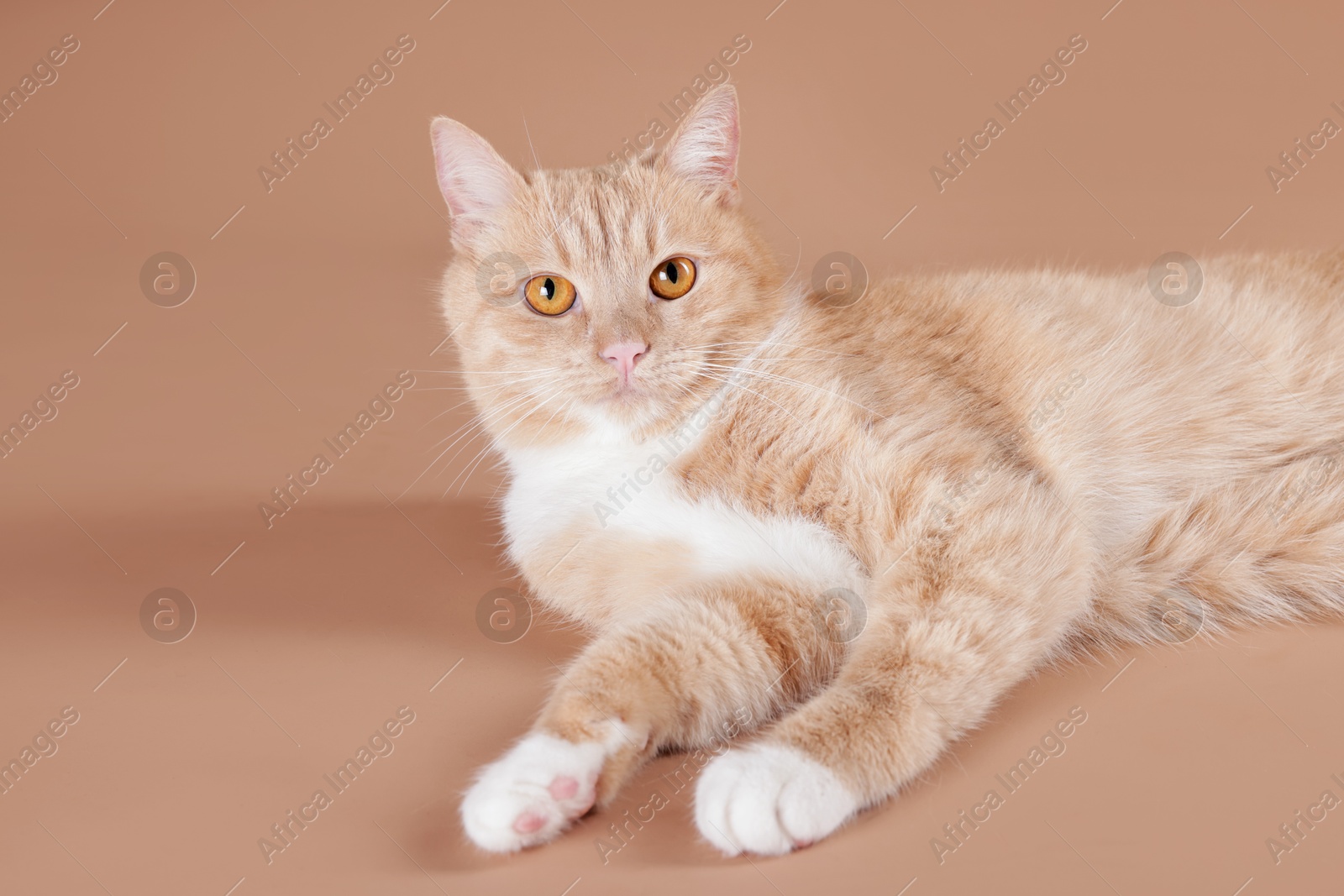 Adorable ginger cat on beige background. Cute animal Photo of Adorable ginger cat on beige background. Cute animal