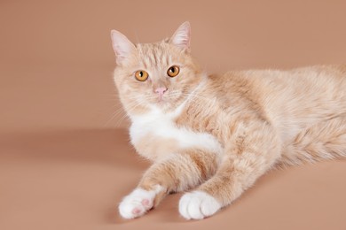 Photo of Adorable ginger cat on beige background. Cute animal