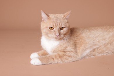 Photo of Adorable ginger cat on beige background. Cute animal