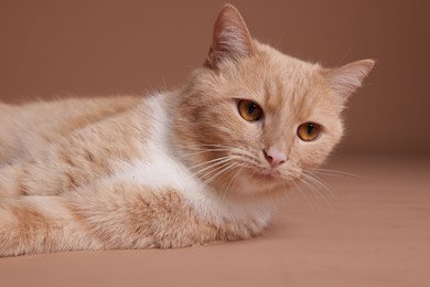 Photo of Adorable ginger cat on beige background, closeup
