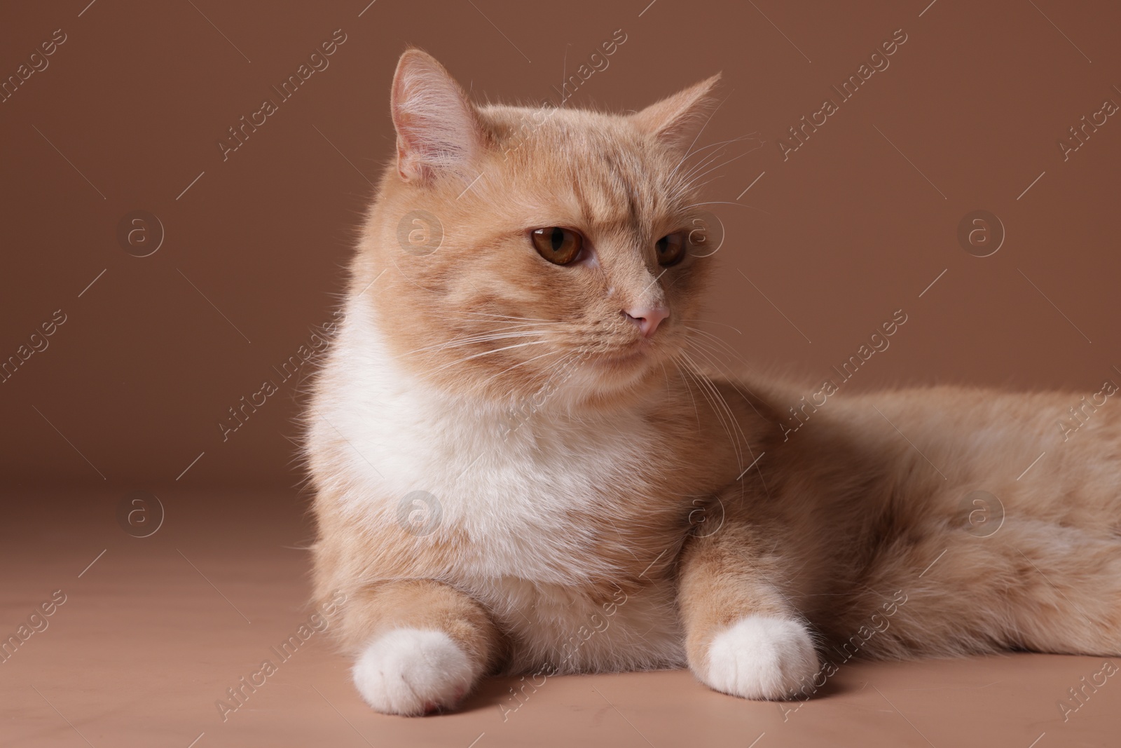 Adorable ginger cat on beige background, closeup Photo of Adorable ginger cat on beige background, closeup