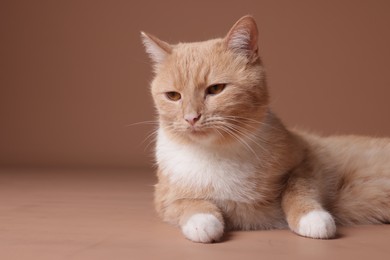 Photo of Adorable ginger cat on beige background, closeup. Space for text