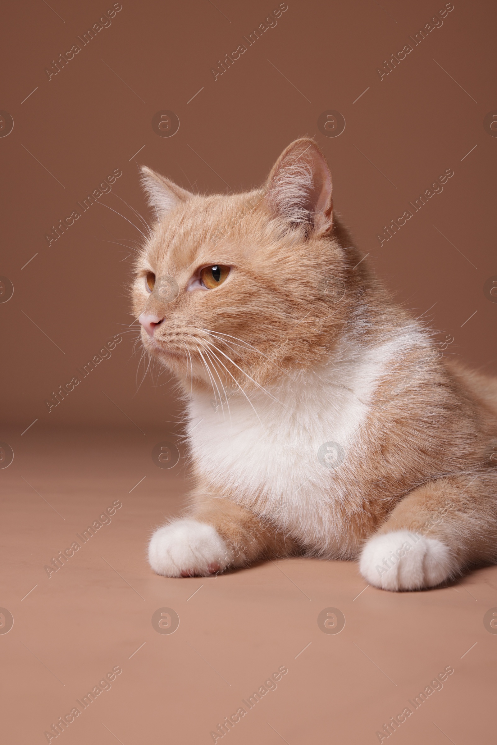 Adorable ginger cat on beige background. Cute animal Photo of Adorable ginger cat on beige background. Cute animal