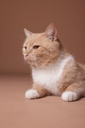 Photo of Adorable ginger cat on beige background. Cute animal
