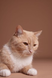 Photo of Adorable ginger cat on beige background. Cute animal