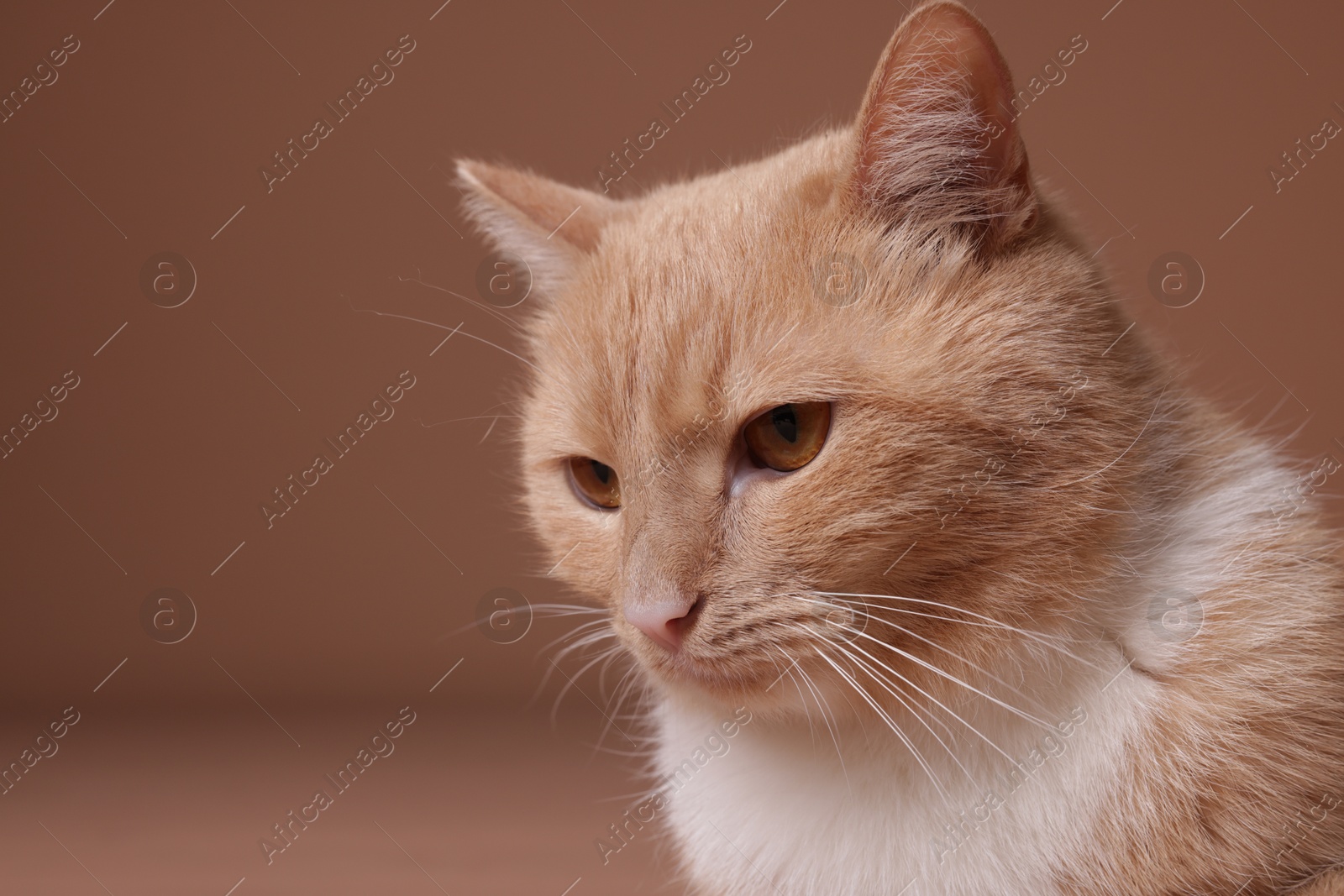 Adorable ginger cat on beige background, closeup. Space for text Photo of Adorable ginger cat on beige background, closeup. Space for text