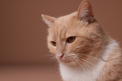 Photo of Adorable ginger cat on beige background, closeup. Space for text