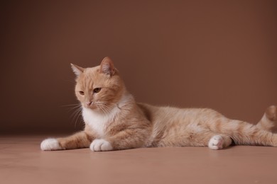 Photo of Adorable ginger cat on beige background. Cute animal