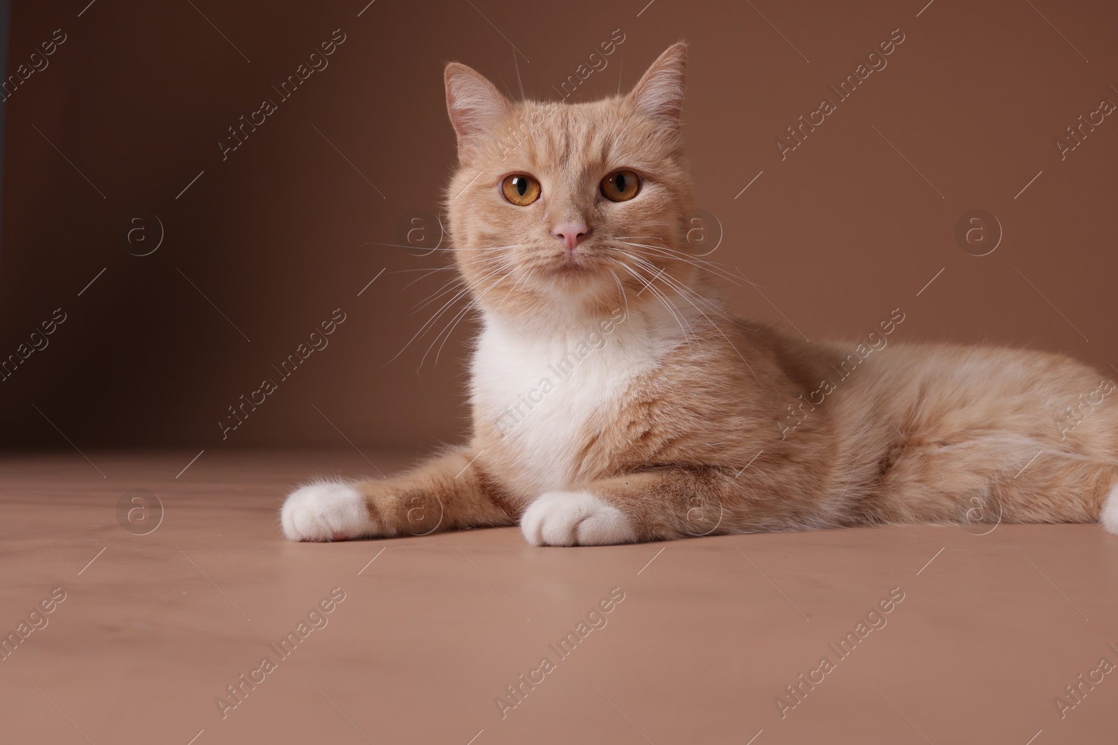 Adorable ginger cat on beige background. Cute animal Photo of Adorable ginger cat on beige background. Cute animal