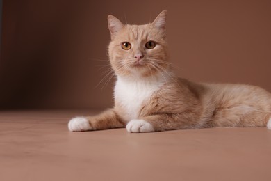 Photo of Adorable ginger cat on beige background. Cute animal
