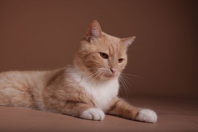 Photo of Adorable ginger cat on beige background. Cute animal