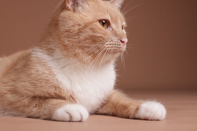 Photo of Adorable ginger cat on beige background, closeup