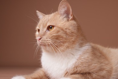 Photo of Adorable ginger cat on beige background, closeup
