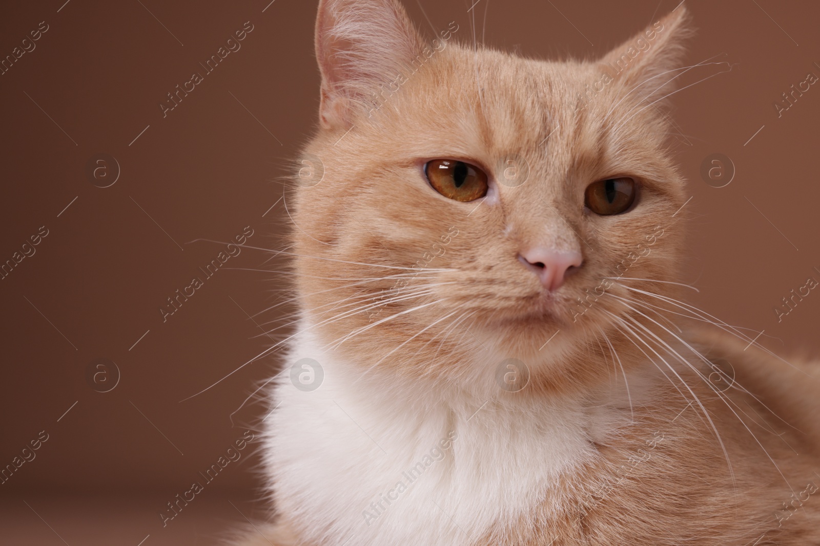 Adorable ginger cat on beige background, closeup Photo of Adorable ginger cat on beige background, closeup
