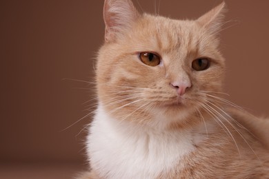 Photo of Adorable ginger cat on beige background, closeup