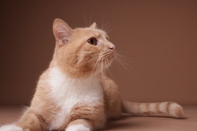 Photo of Adorable ginger cat on beige background, closeup