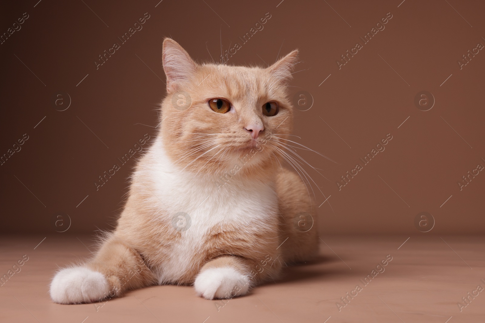 Adorable ginger cat on beige background. Cute animal Photo of Adorable ginger cat on beige background. Cute animal