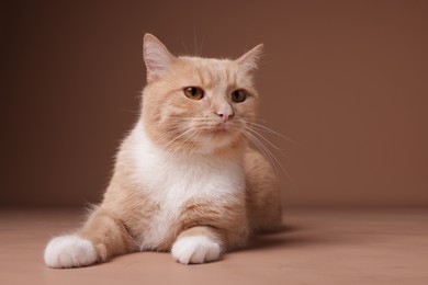 Photo of Adorable ginger cat on beige background. Cute animal
