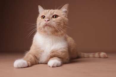 Photo of Adorable ginger cat on beige background. Cute animal