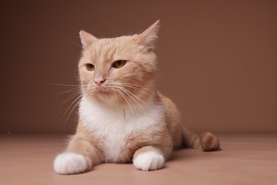 Photo of Adorable ginger cat on beige background. Cute animal