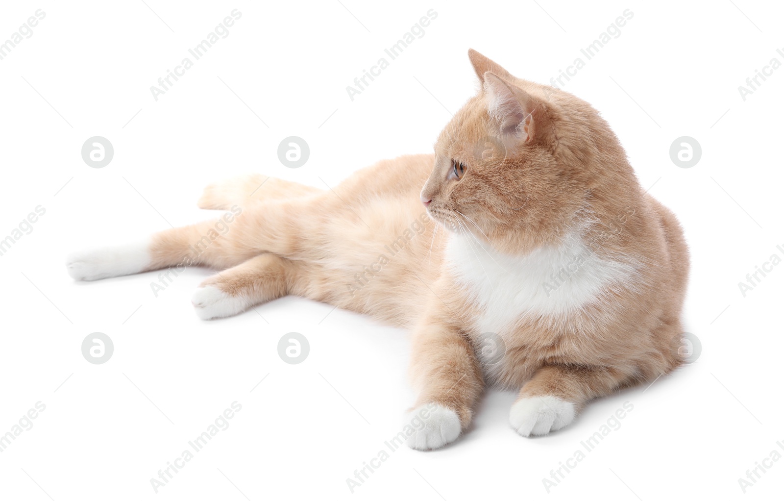 Adorable ginger cat on white background. Cute animal Photo of Adorable ginger cat on white background. Cute animal
