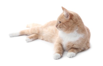Photo of Adorable ginger cat on white background. Cute animal