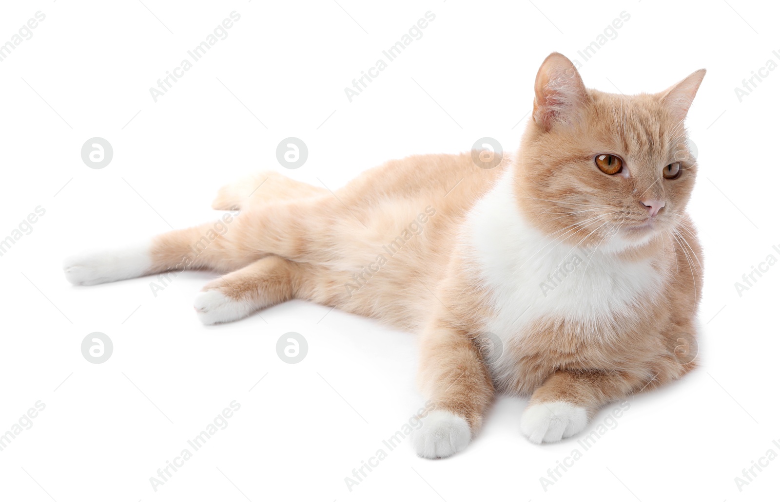 Adorable ginger cat on white background. Cute animal Photo of Adorable ginger cat on white background. Cute animal