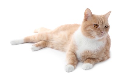Photo of Adorable ginger cat on white background. Cute animal