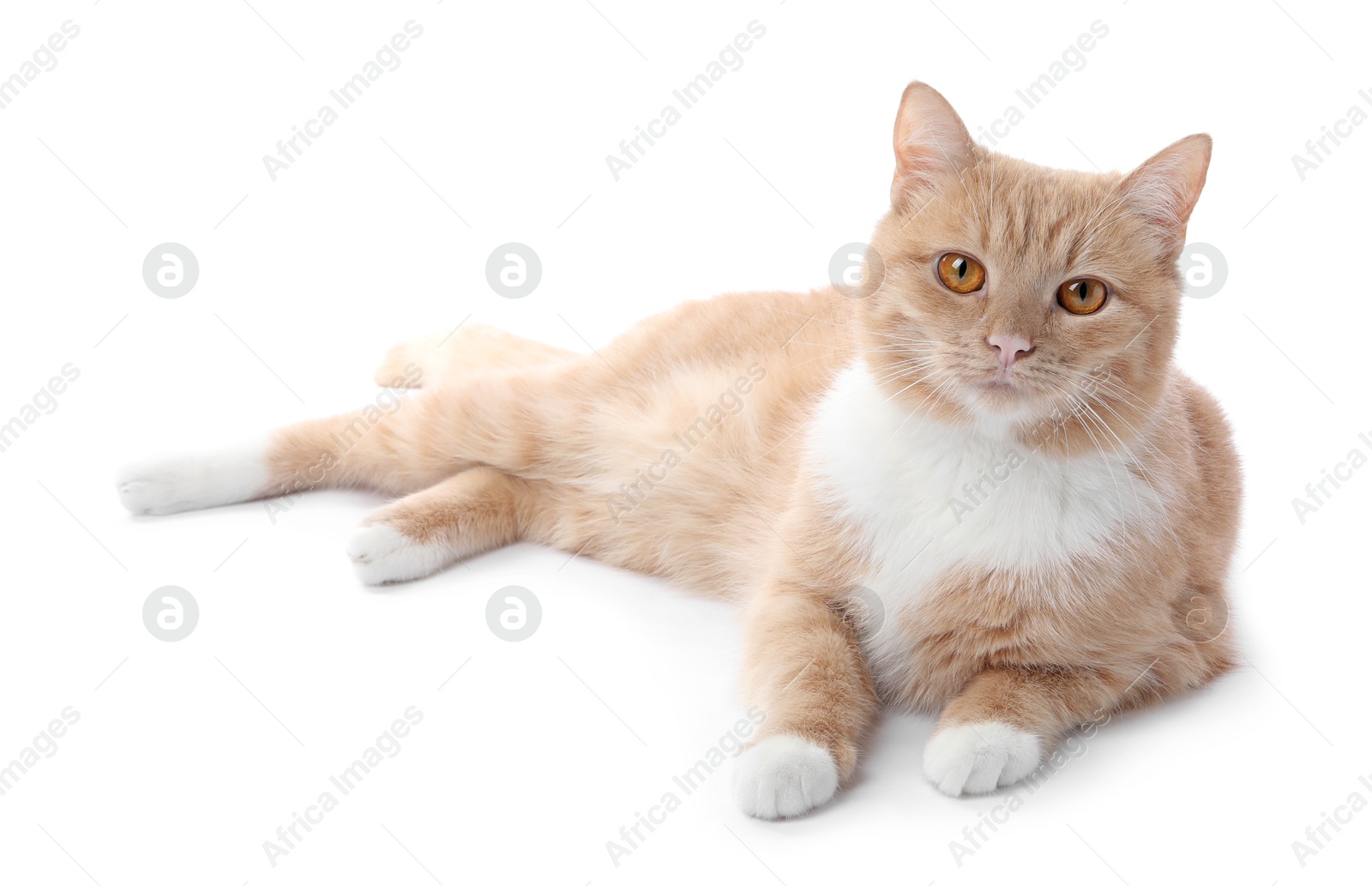 Adorable ginger cat on white background. Cute animal Photo of Adorable ginger cat on white background. Cute animal