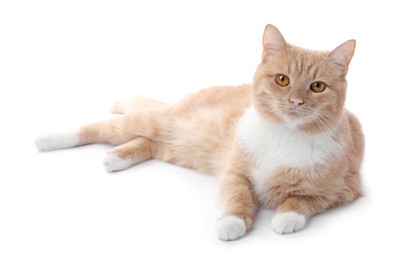 Photo of Adorable ginger cat on white background. Cute animal
