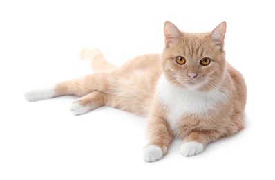Photo of Adorable ginger cat on white background. Cute animal