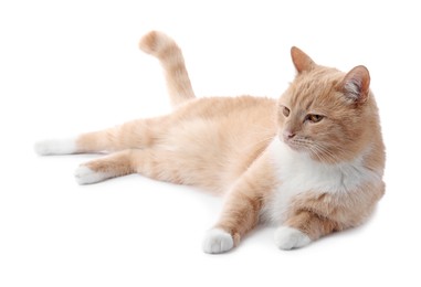 Photo of Adorable ginger cat on white background. Cute animal