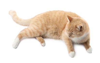 Photo of Adorable ginger cat on white background. Cute animal