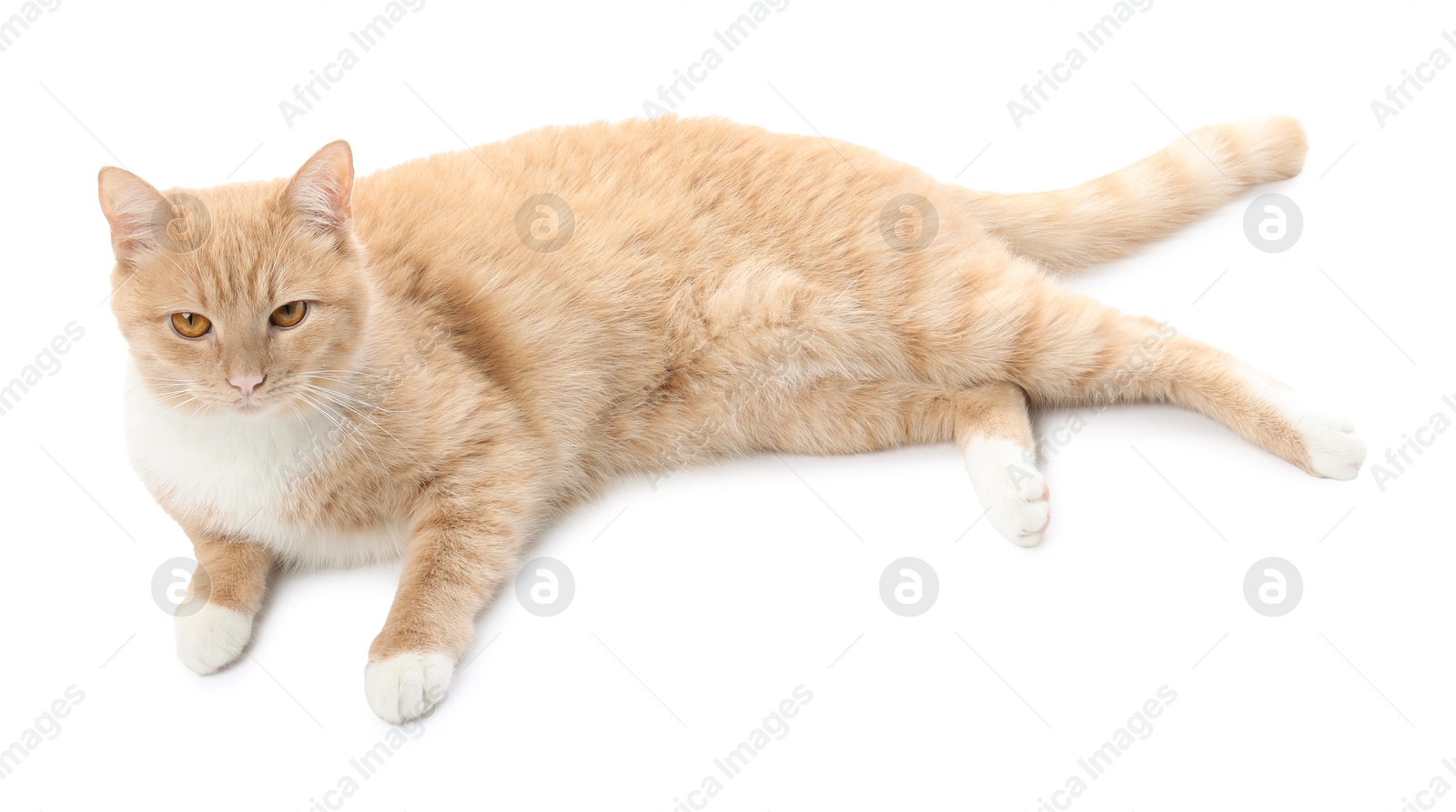 Adorable ginger cat on white background. Cute animal Photo of Adorable ginger cat on white background. Cute animal