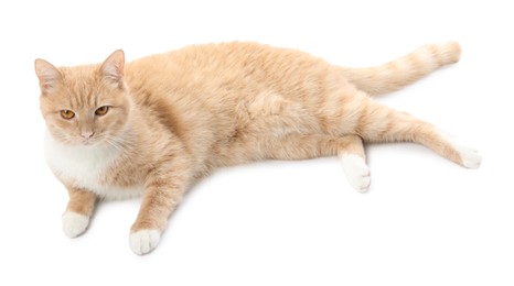 Photo of Adorable ginger cat on white background. Cute animal