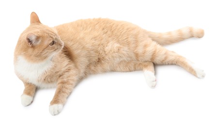 Photo of Adorable ginger cat on white background. Cute animal
