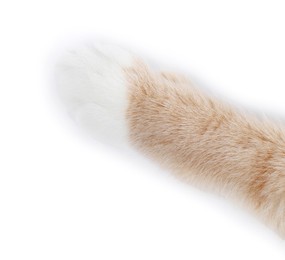 Photo of Cat with fluffy paw on white background, closeup