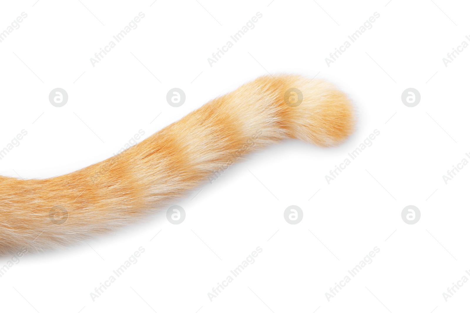 Cat with fluffy tail on white background, top view Photo of Cat with fluffy tail on white background, top view