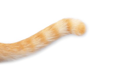 Photo of Cat with fluffy tail on white background, top view