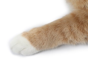 Photo of Cat with fluffy paw on white background, closeup