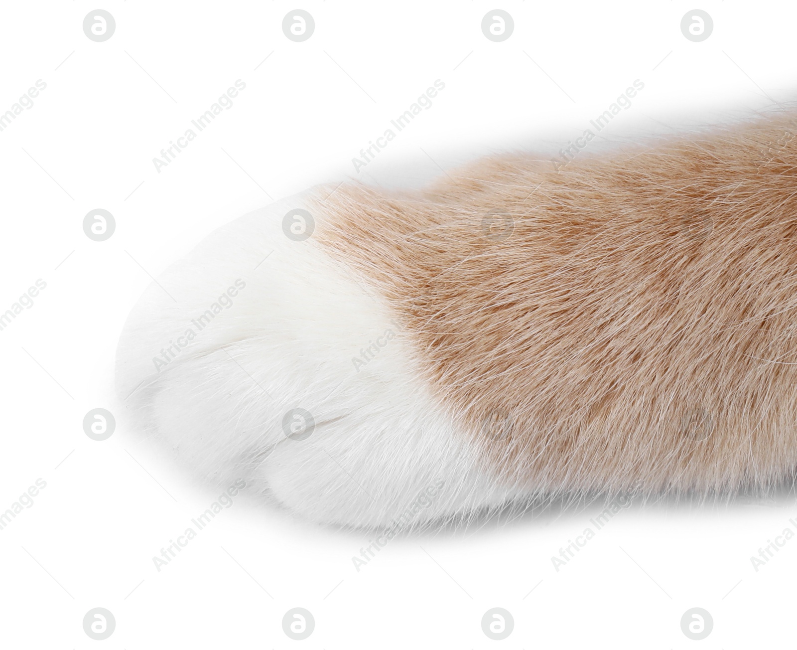 Cat with fluffy paw on white background, closeup Photo of Cat with fluffy paw on white background, closeup