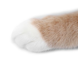 Photo of Cat with fluffy paw on white background, closeup