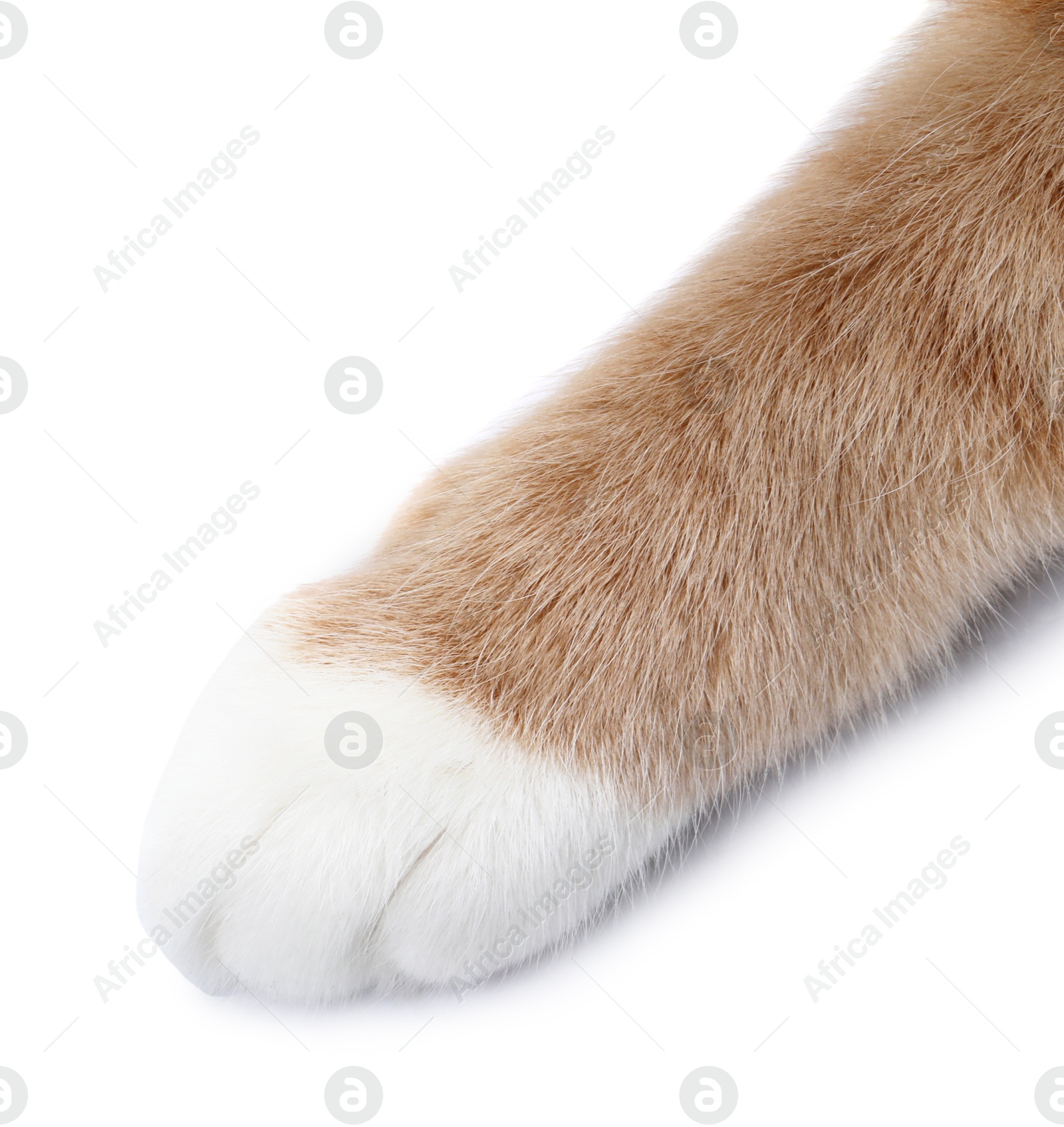 Cat with fluffy paw on white background, closeup Photo of Cat with fluffy paw on white background, closeup