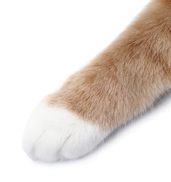 Photo of Cat with fluffy paw on white background, closeup