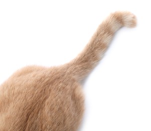 Photo of Fluffy cat on white background, above view