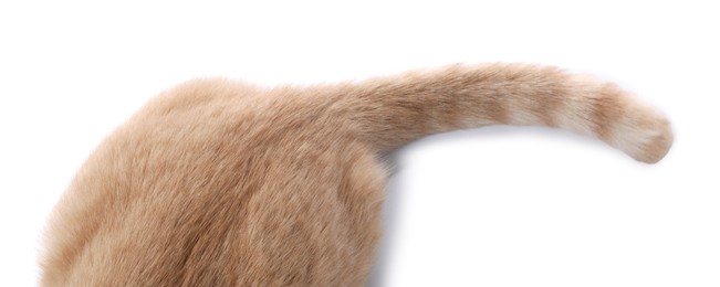 Photo of Fluffy cat on white background, top view