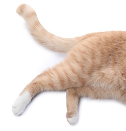 Photo of Fluffy ginger cat on white background, closeup