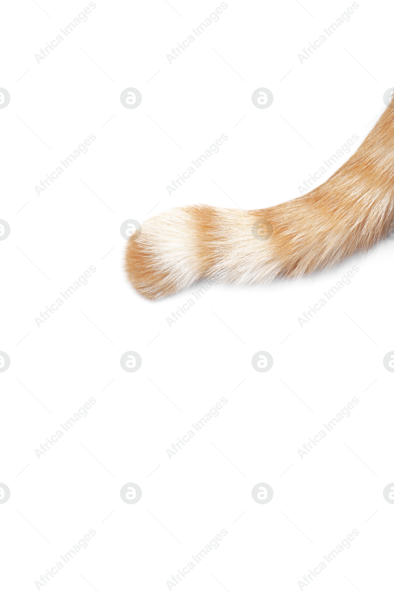 Cat with fluffy tail on white background, above view Photo of Cat with fluffy tail on white background, above view